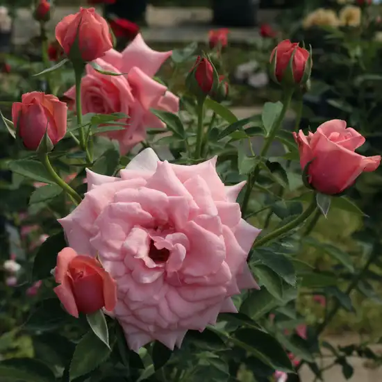 Trandafiri hibrizi Tea - Trandafiri - Elaine Paige™ - 